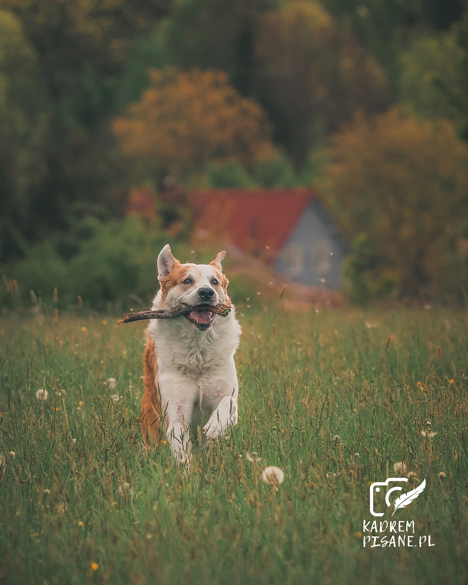 Sesje psów wrocław