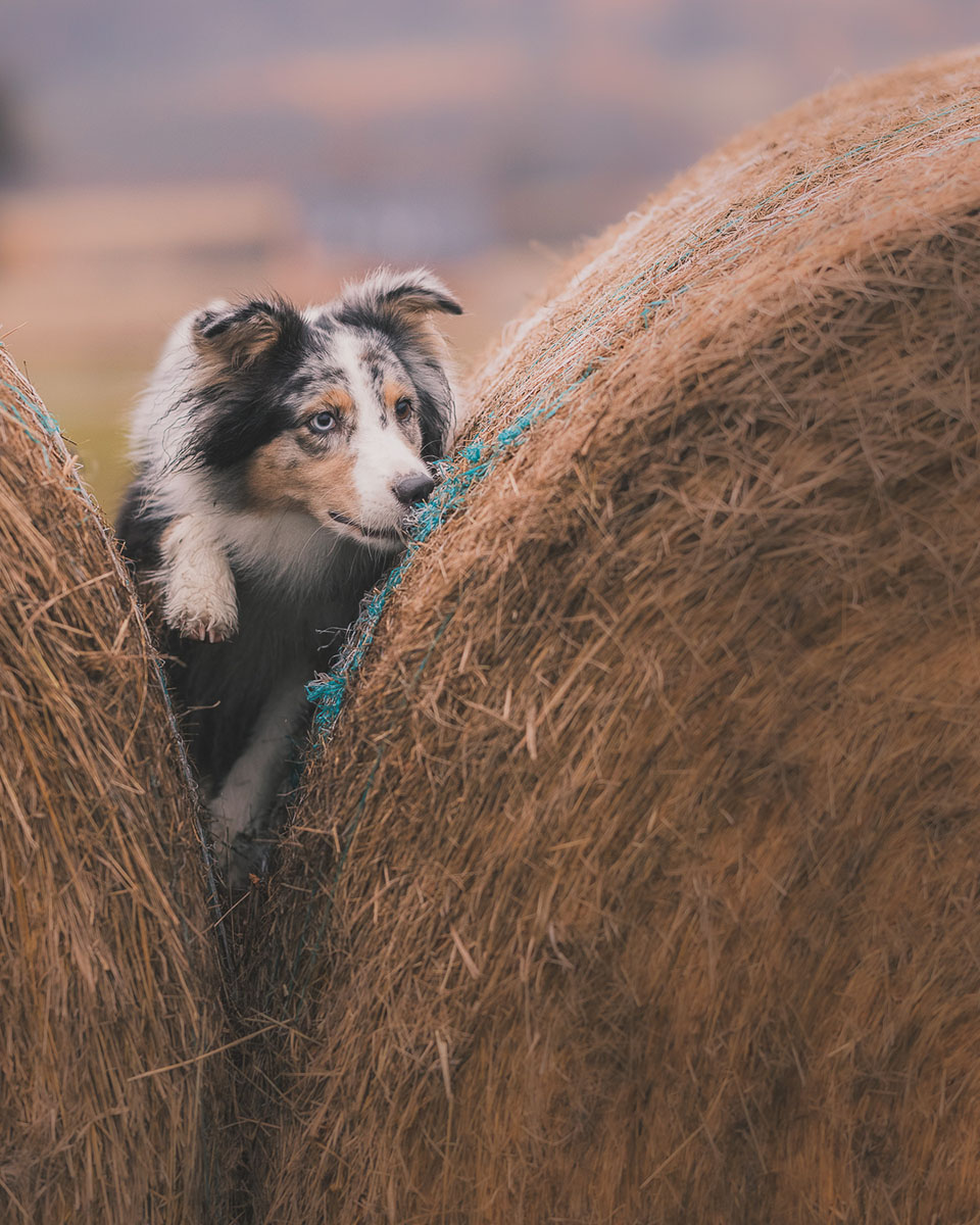 sesja psa w Bystrzycy