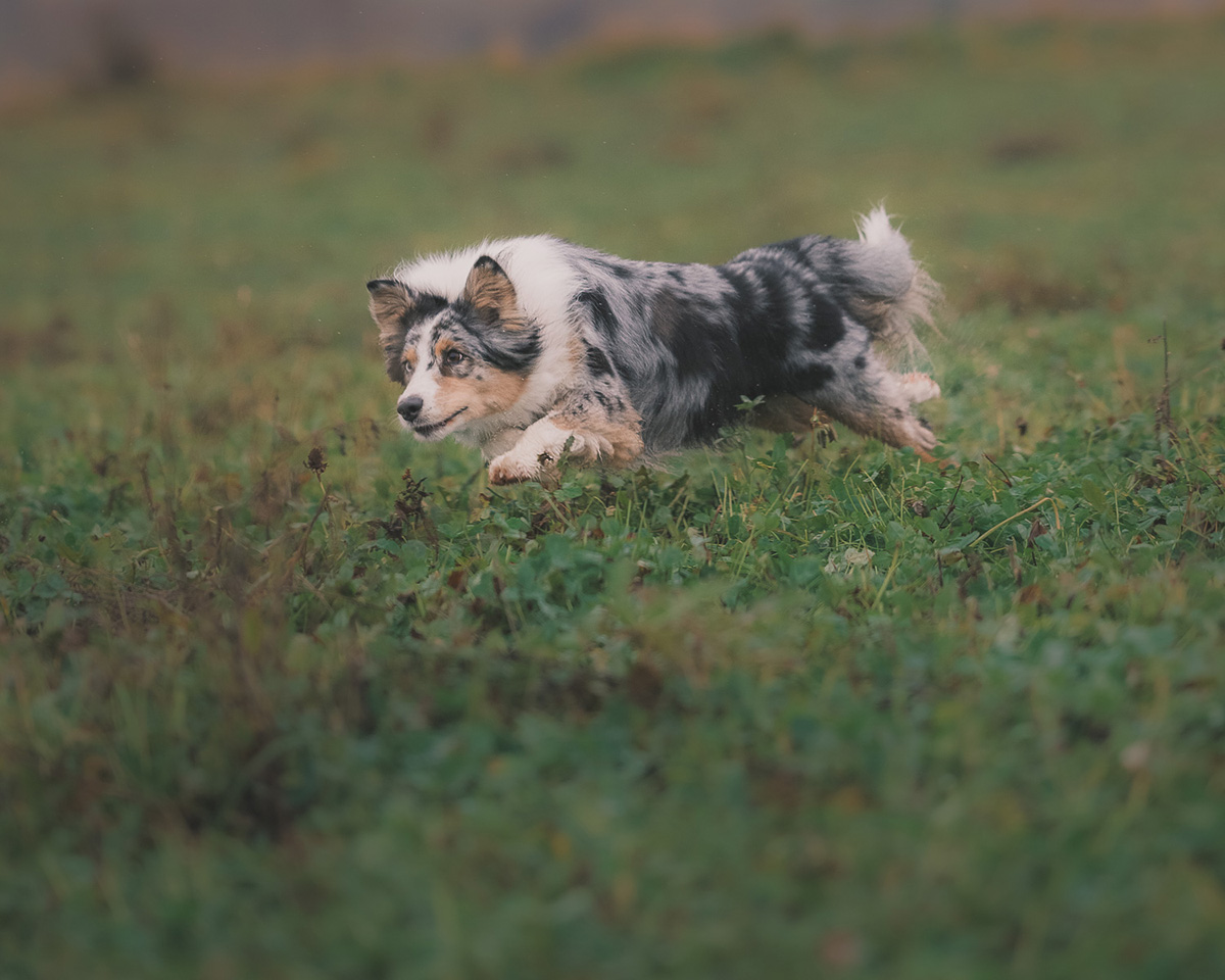 fotograf psów Kłodzko
