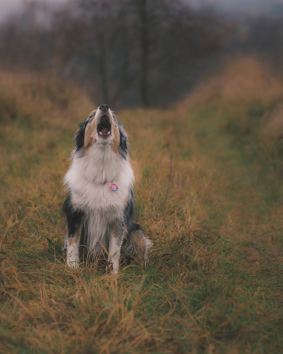 voucher na sesję zdjęciową z psem