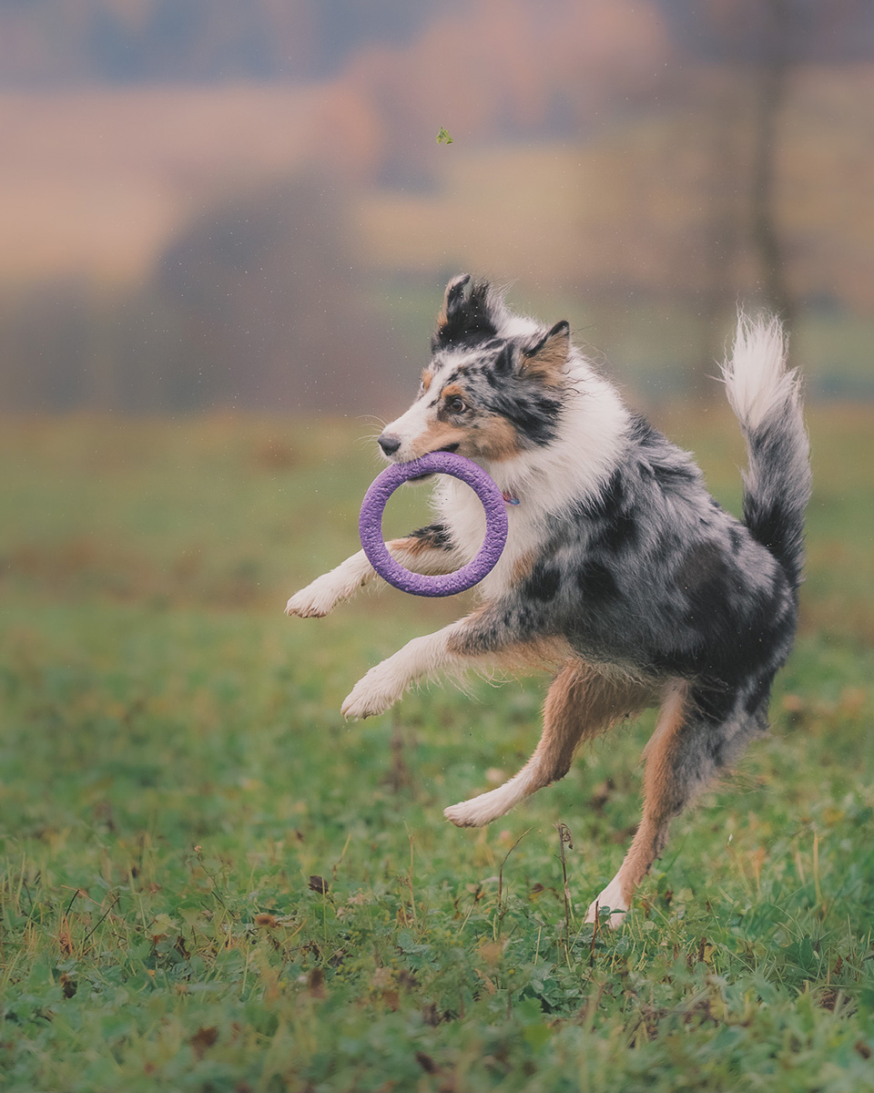 fotografia psów dolny śląsk