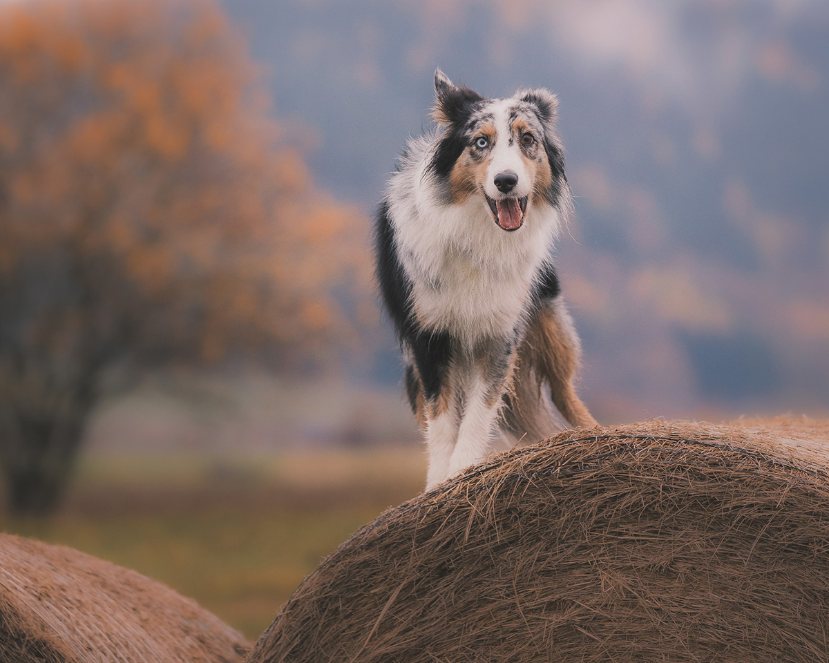 owczarek australijski