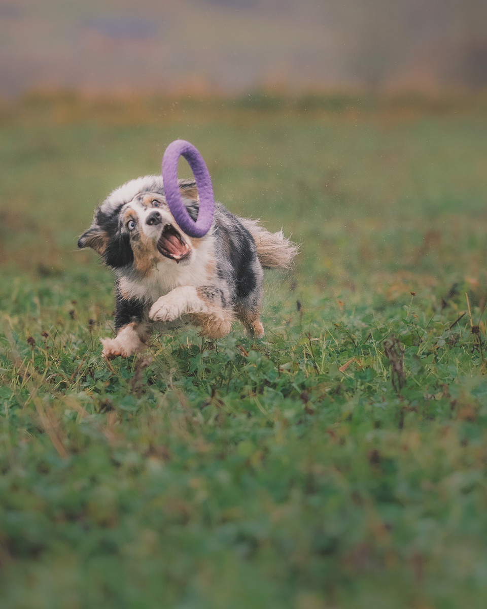 psi fotograf Wrocław