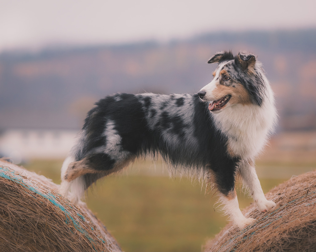 sesja psa w plenerze