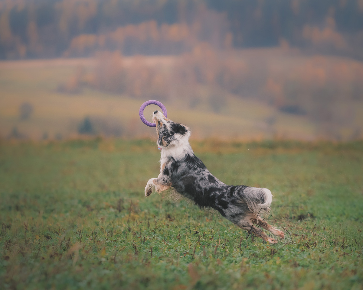 sesja z psem w górach