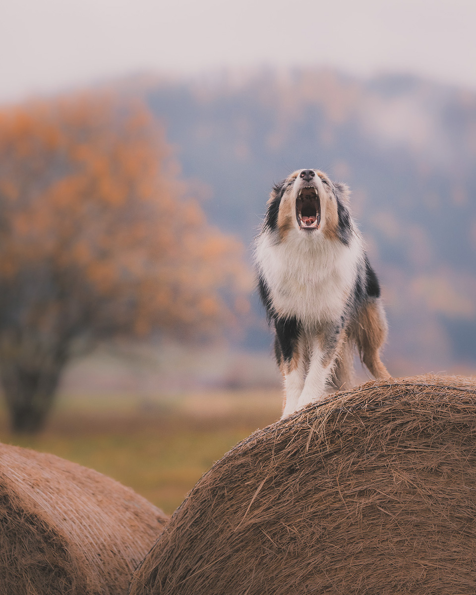 sesja zdjęciowa owczarek australijski