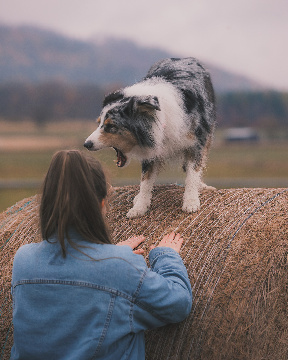 sesje zdjęciowe z psami