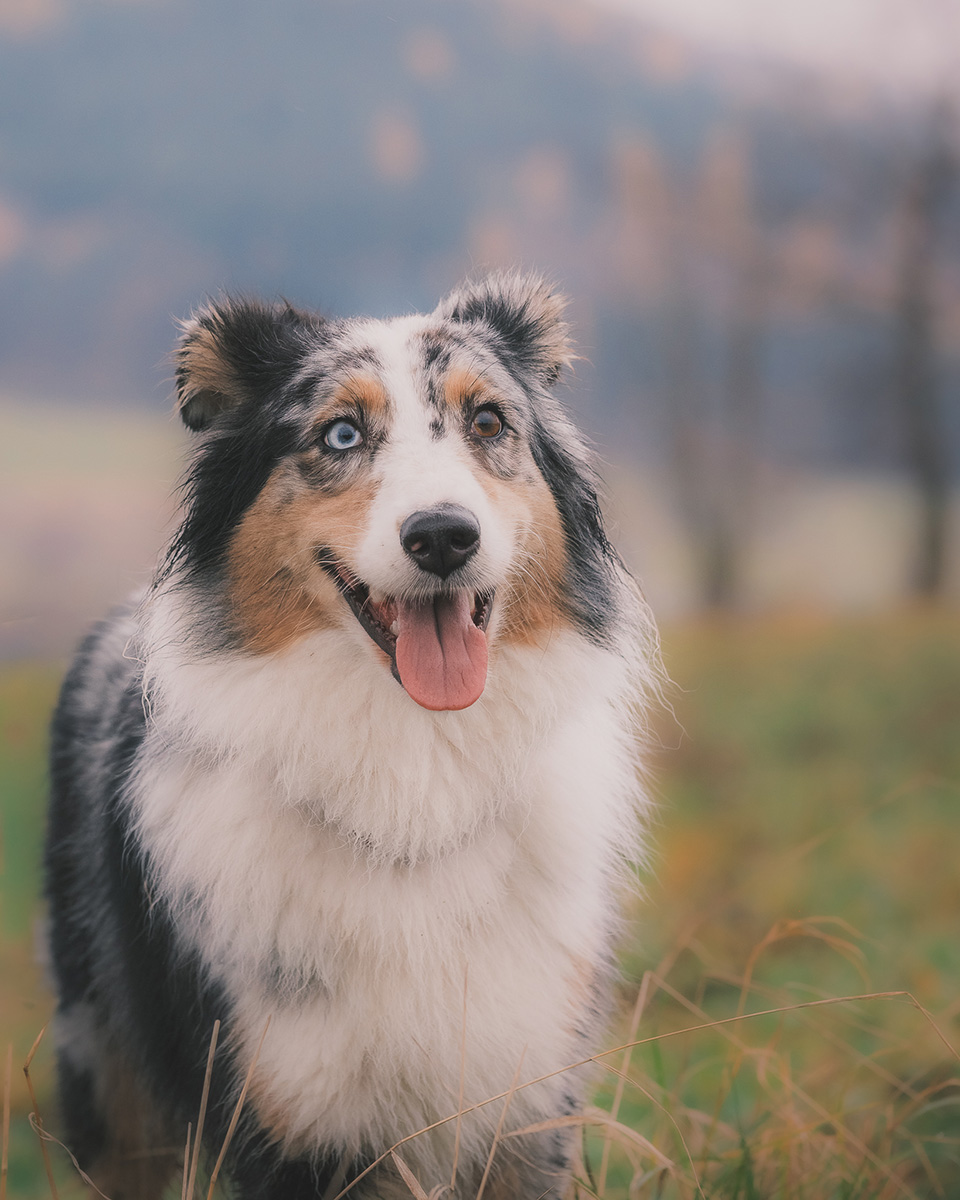 voucher sesja z psem Wrocław