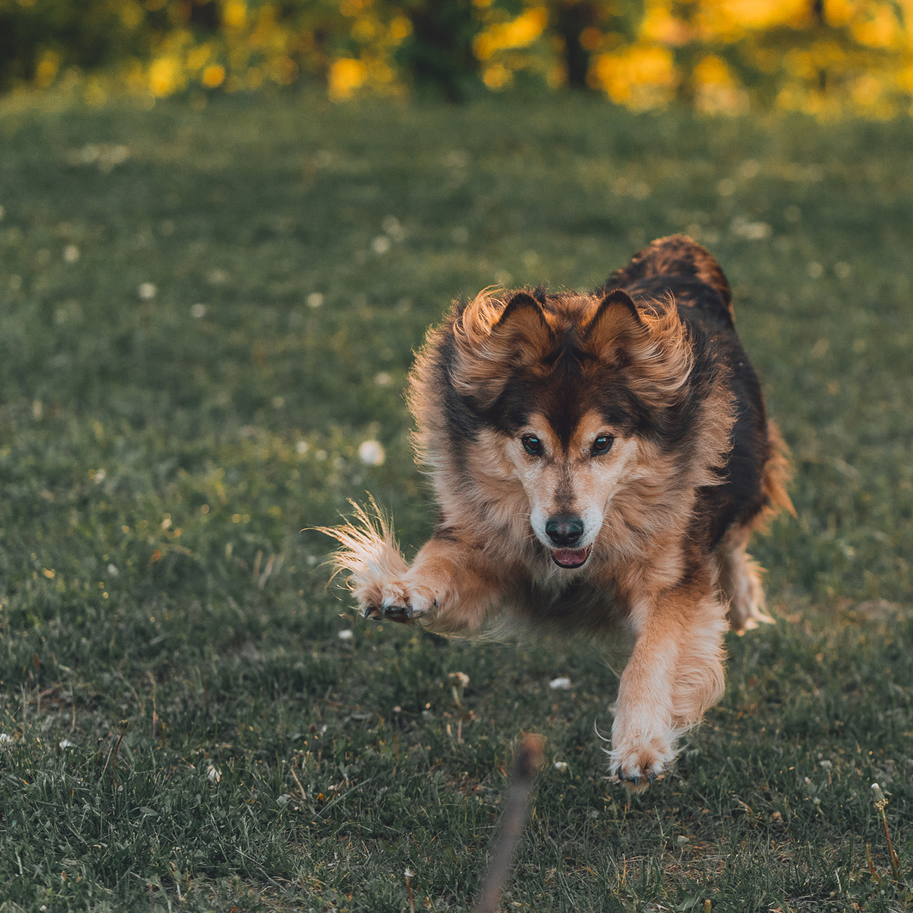 Psi fotograf Wrocław