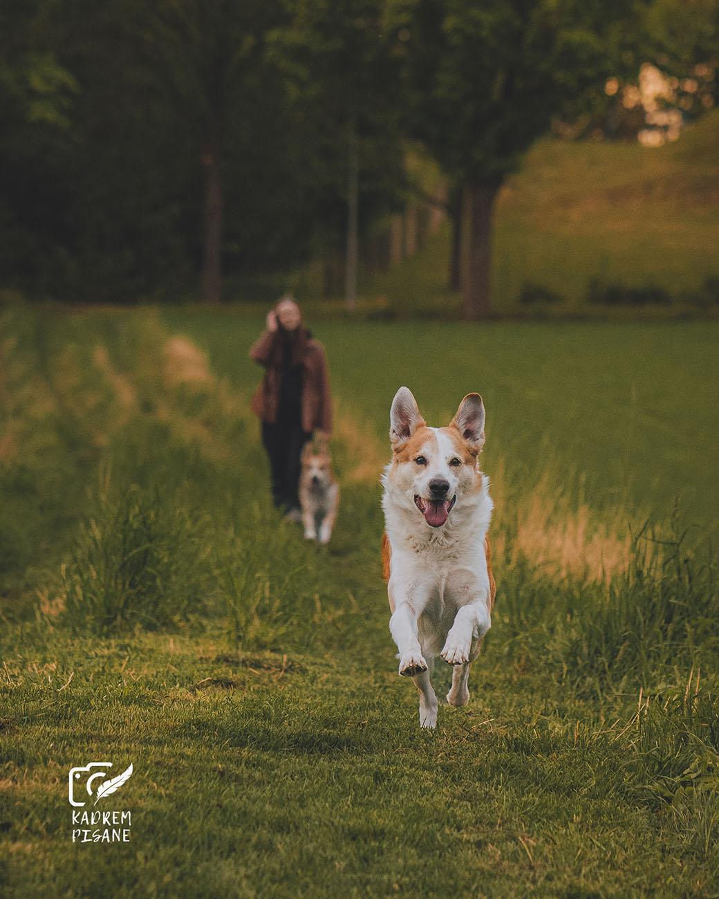 Fotograf psów Kłodzko