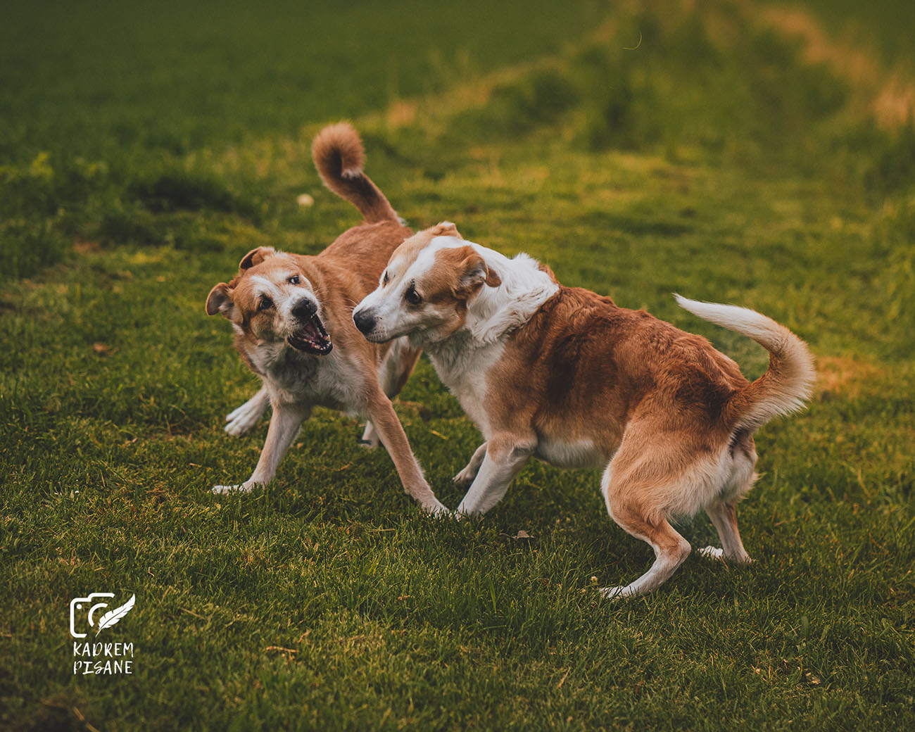 Fotograf psów Wrocław