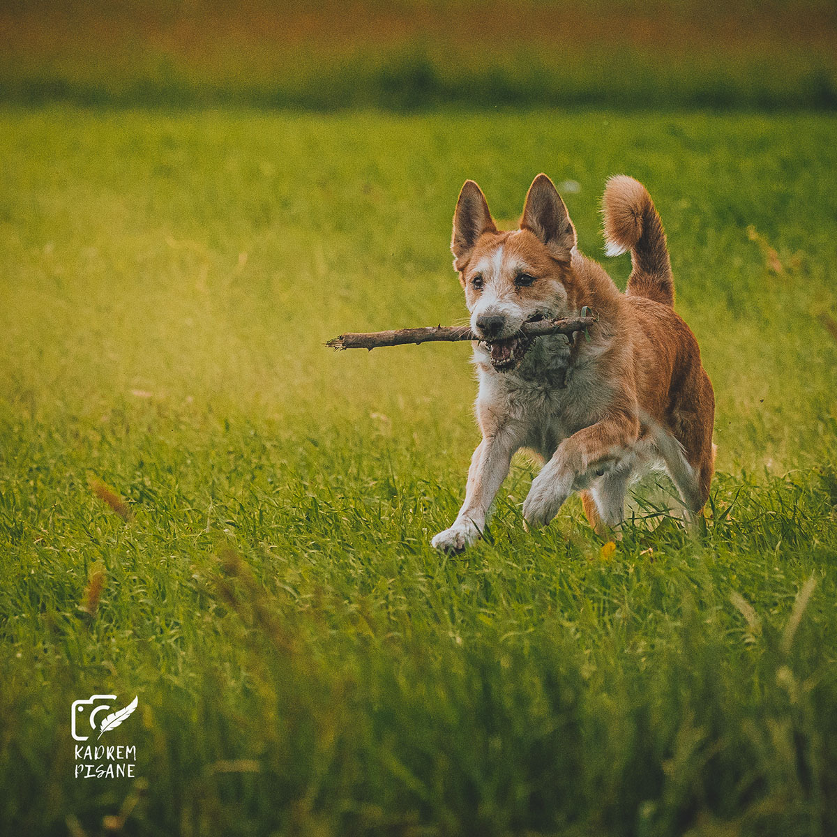 Fotografia psów Kłodzko