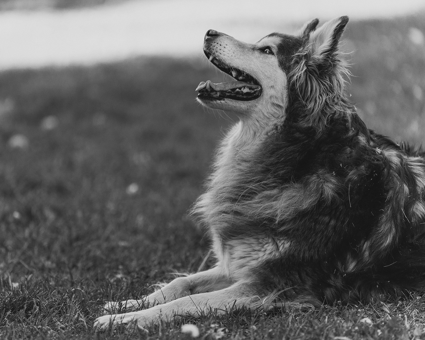 portret psa w plenerze