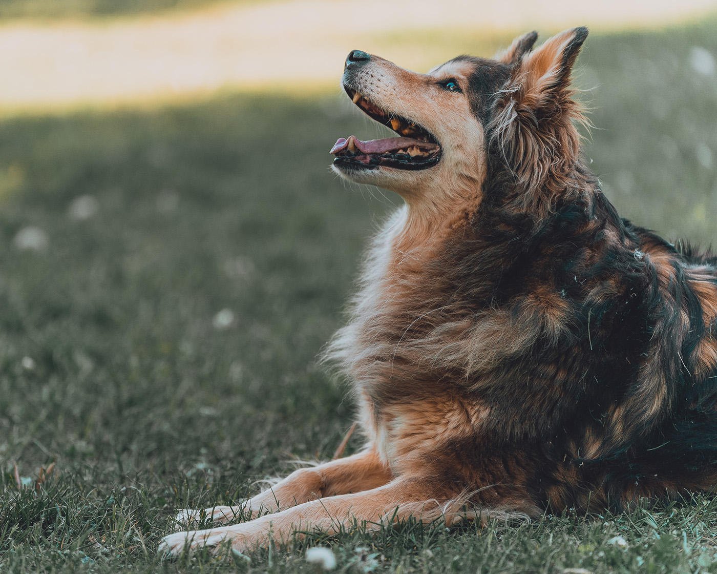 sesja z psem w parku