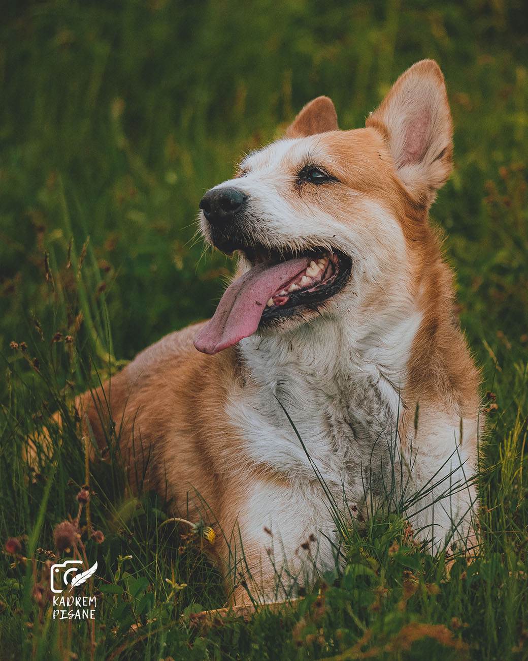 Psie portrety Wrocław