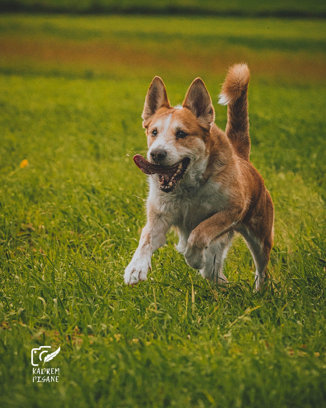 Sesja psa na łące w górach