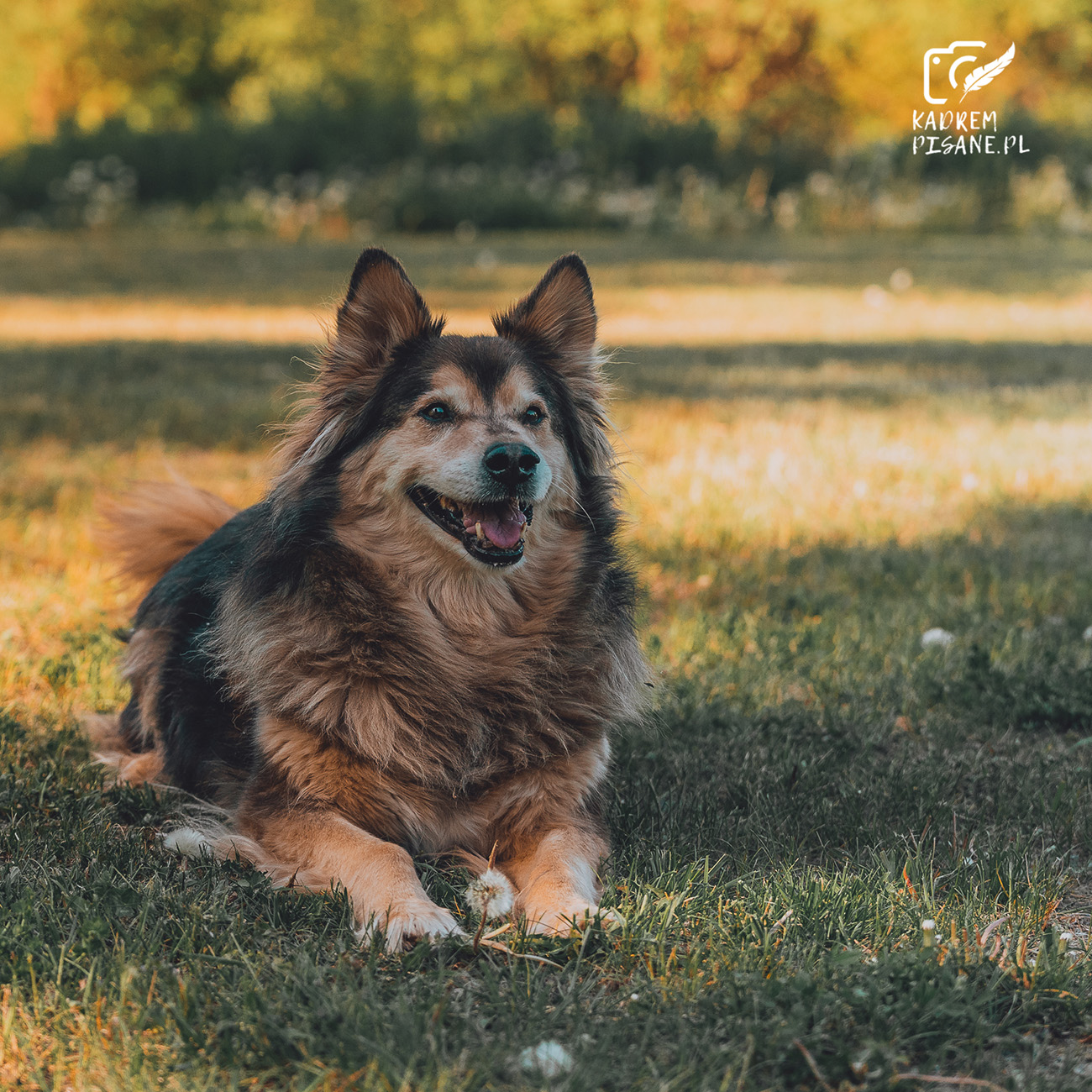 Sesja psa w parku