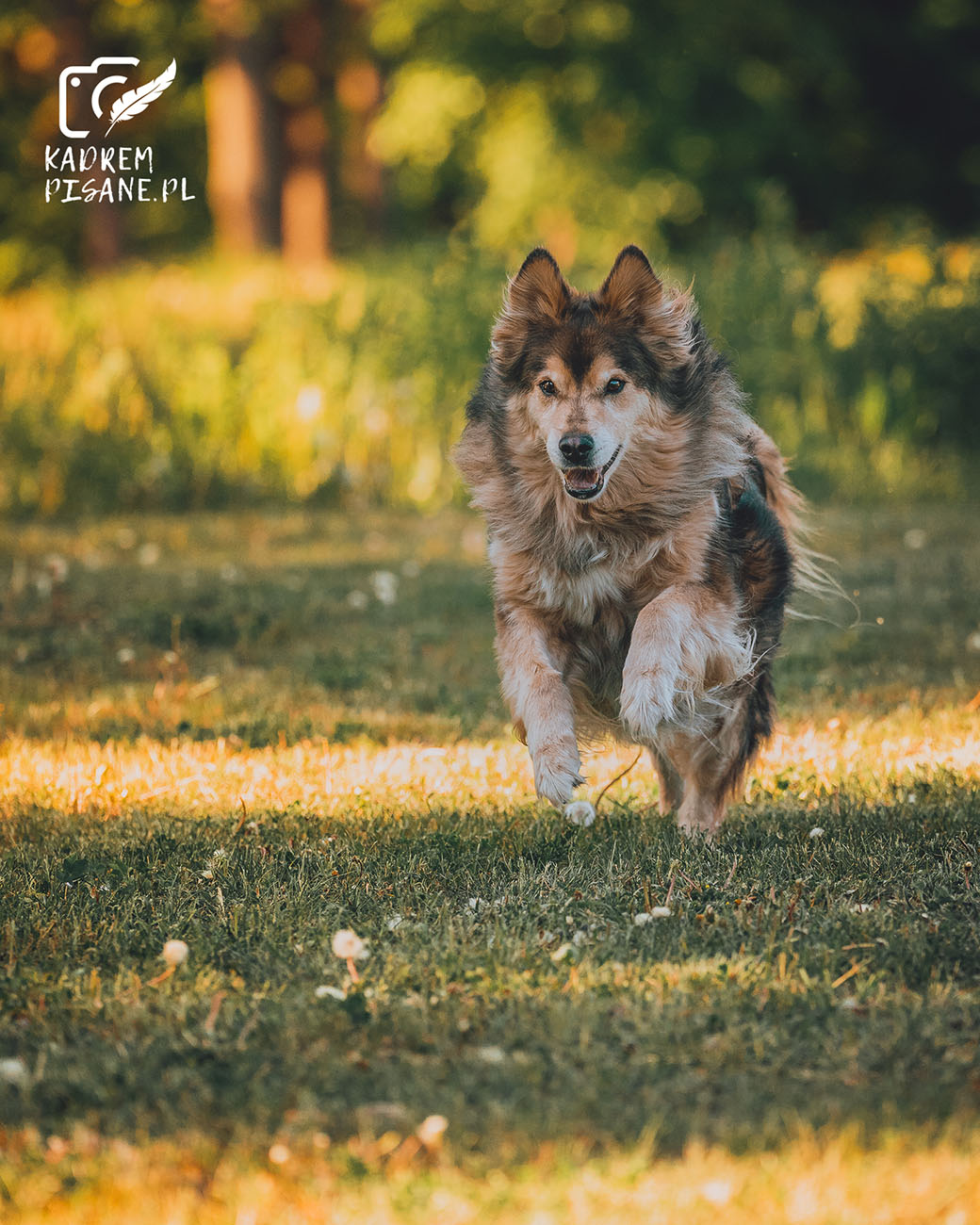 sesje fotograficzne psów