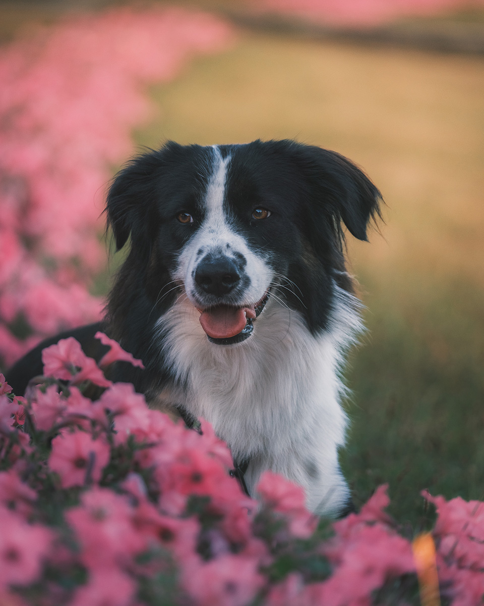 fotografia psów we Wrocławiu
