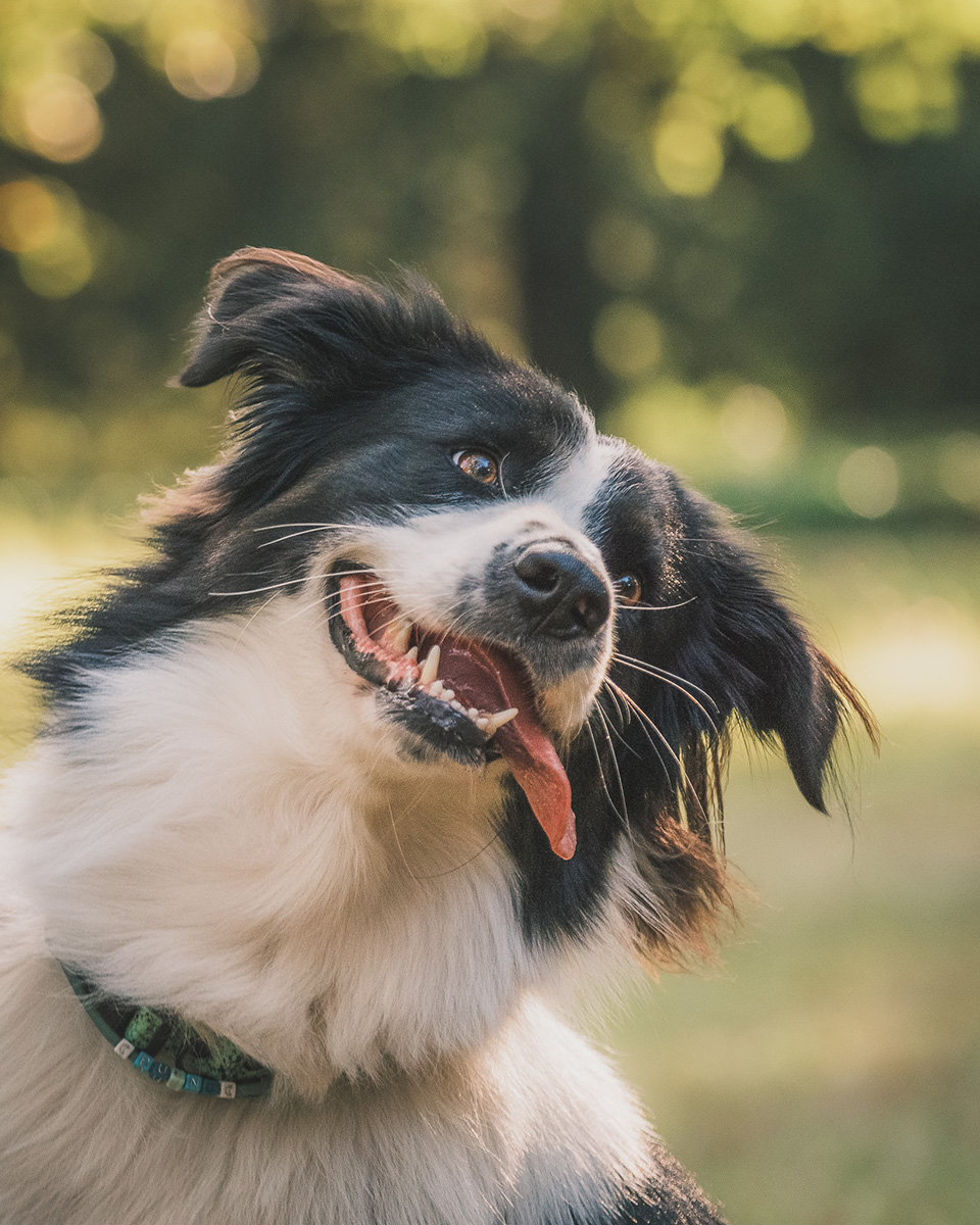 Park Szczytnicki sesja psa