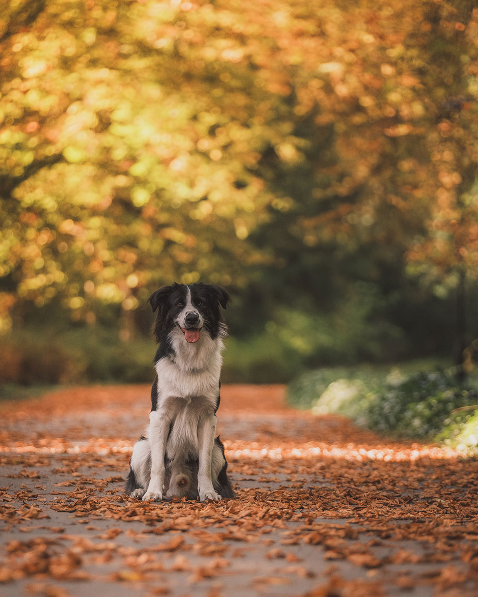 Sesja psa w Parku Szczytnickim