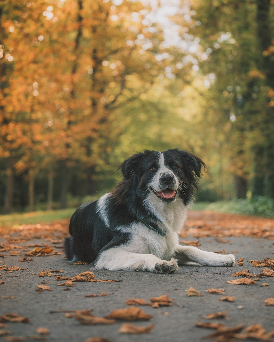 sesja zdjęciowa psa we Wrocławiu