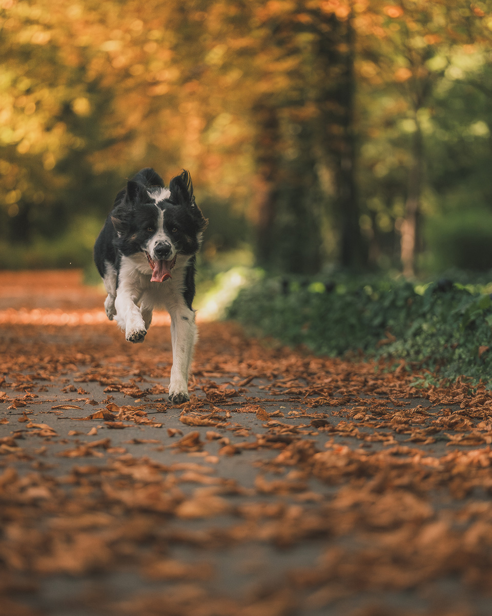 sesja zdjęciowa psa w parku Szczytnickim