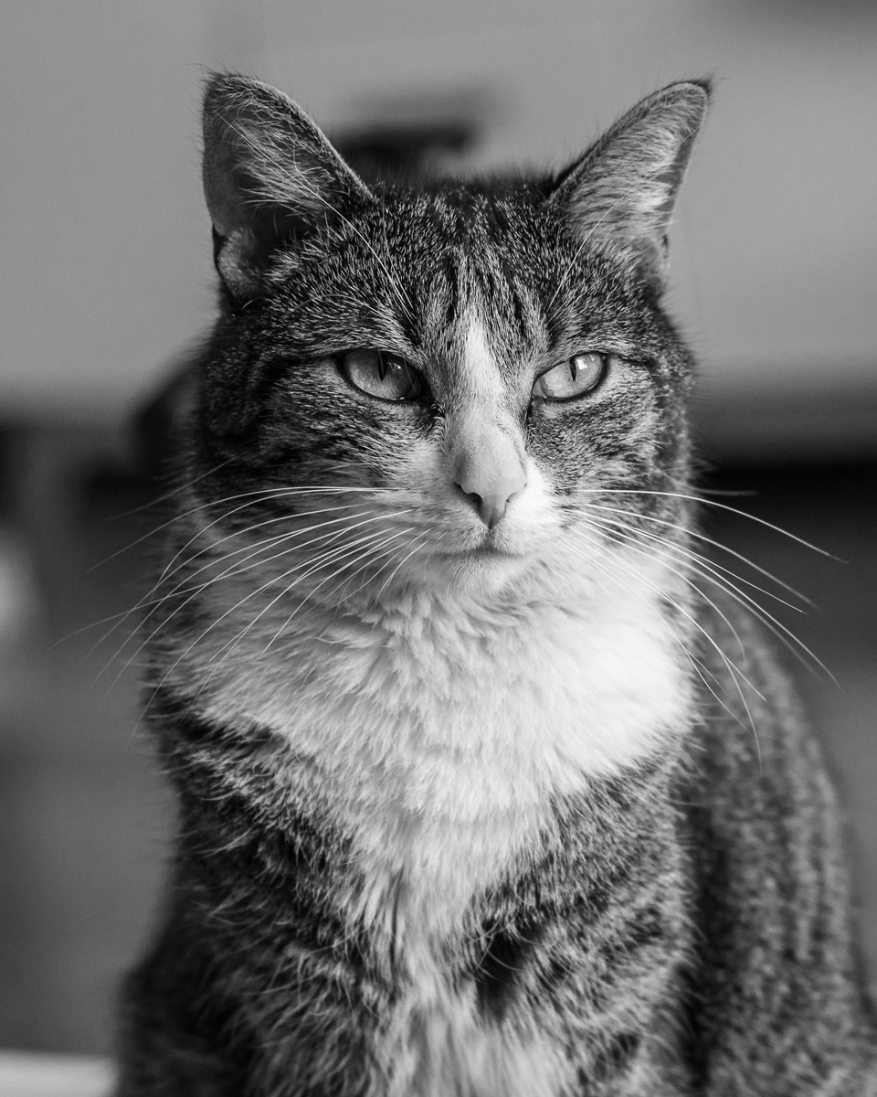 fotograf kotów częstochowa