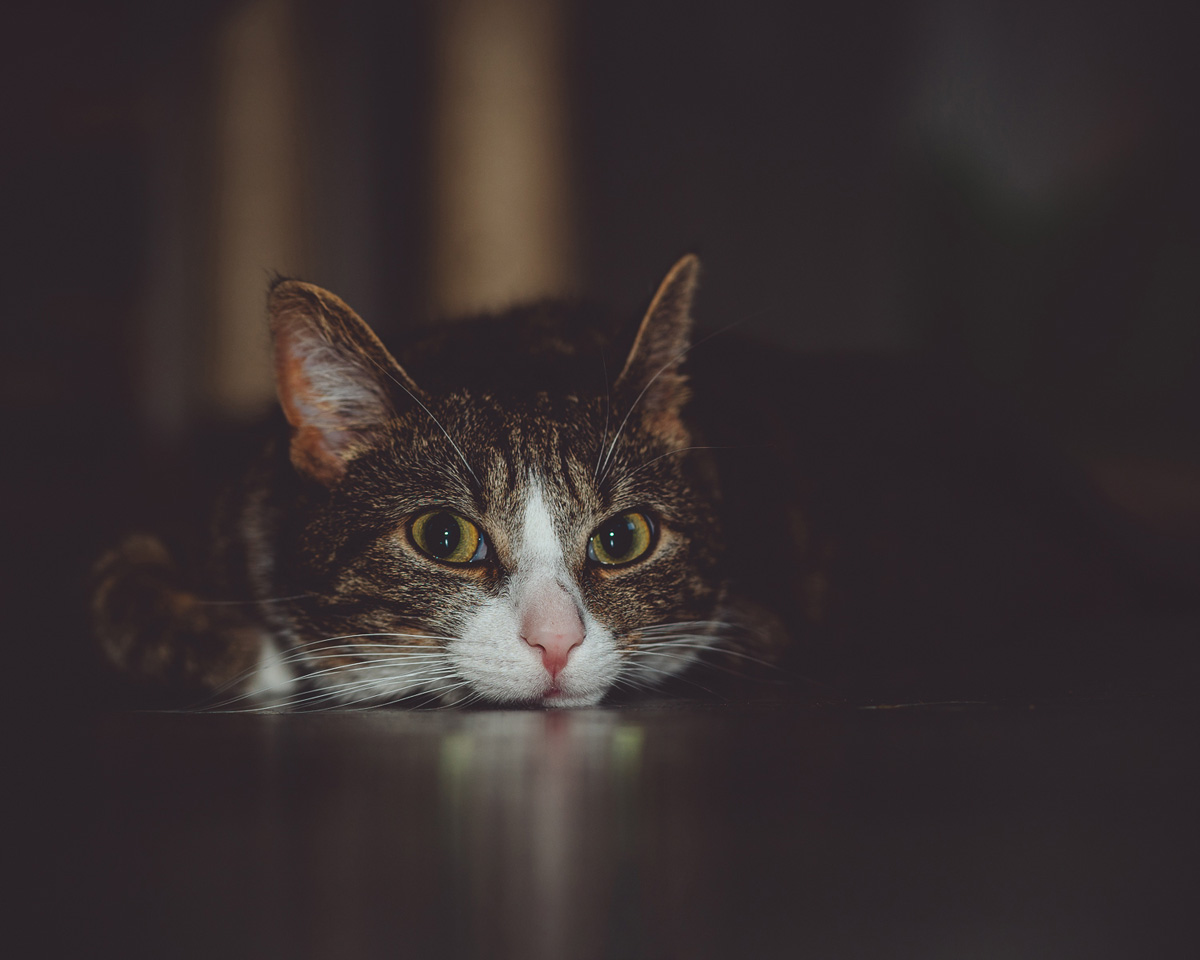 fotografia kotów Wrocław