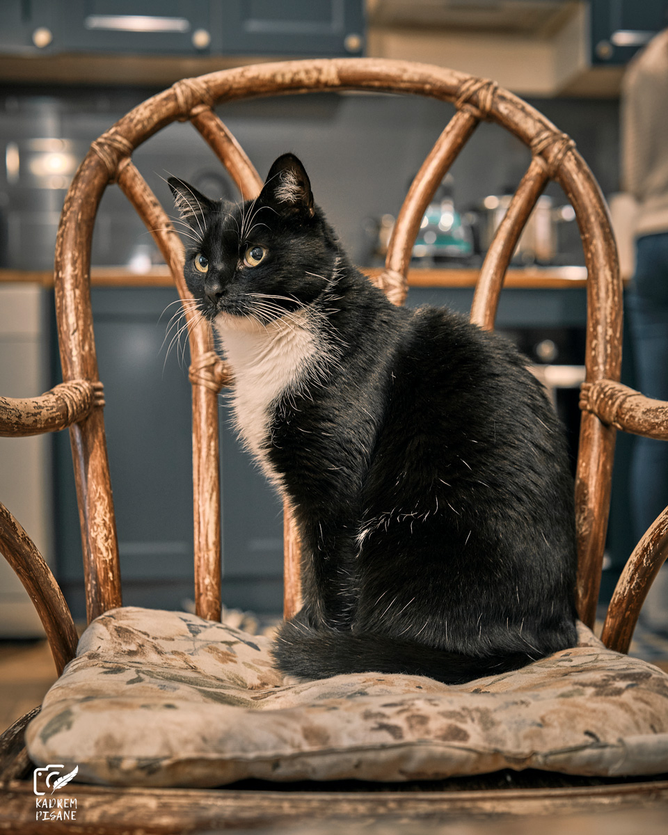 Fotografia kotów Kłodzko