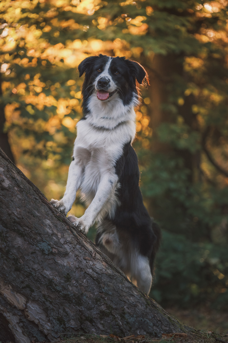 fotografia piesków wrocław