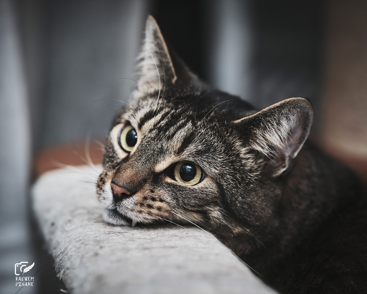 fotografia portretowa kotów