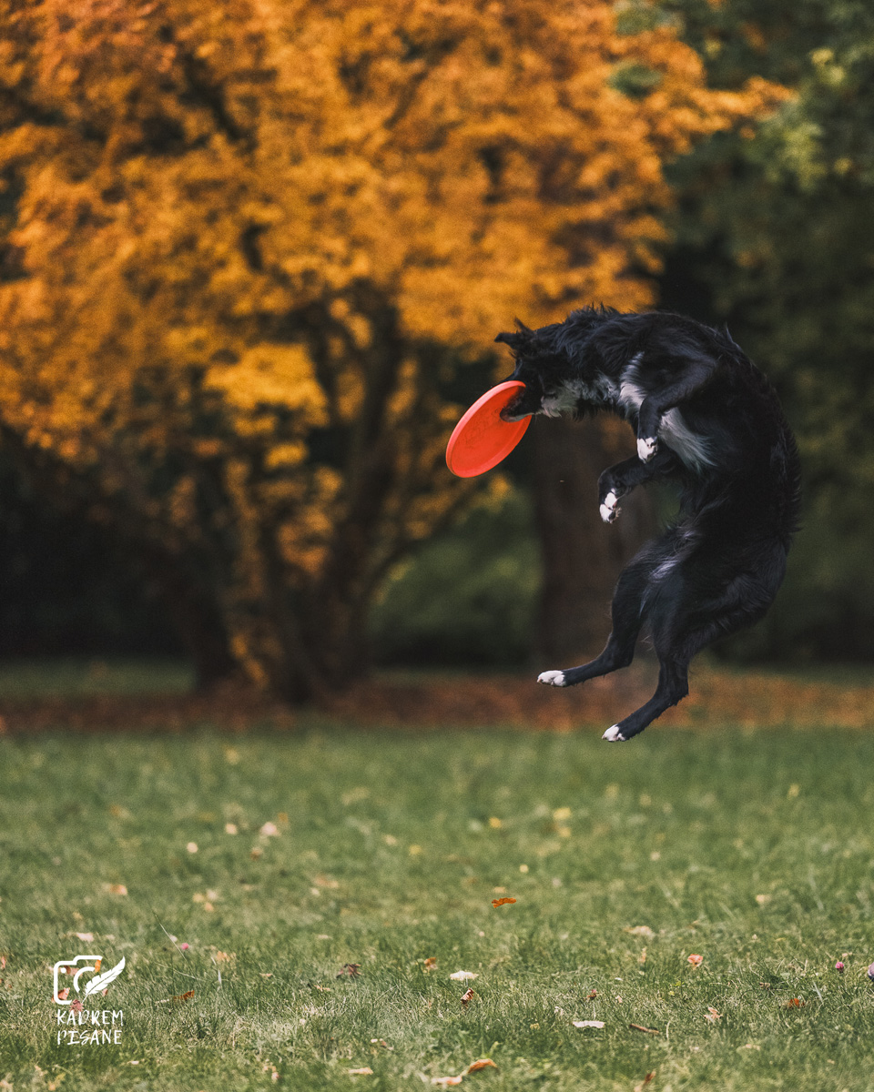 fotografia psich sportów