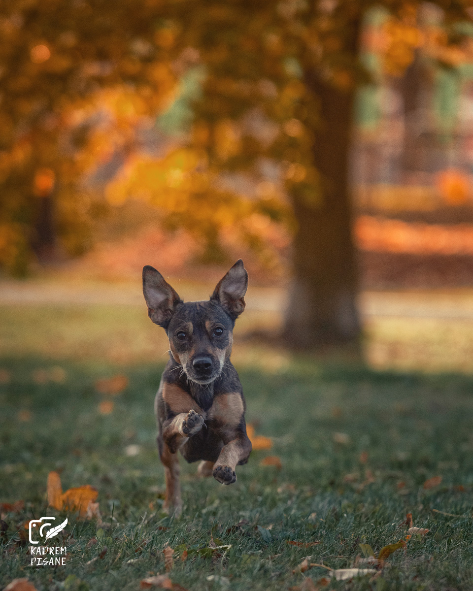 fotografowanie psów