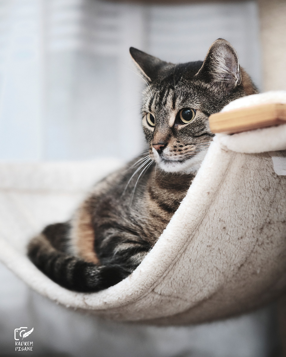 jak fotografować koty