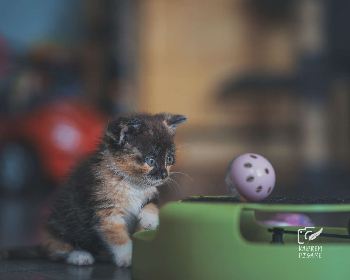 koci fotograf wrocław