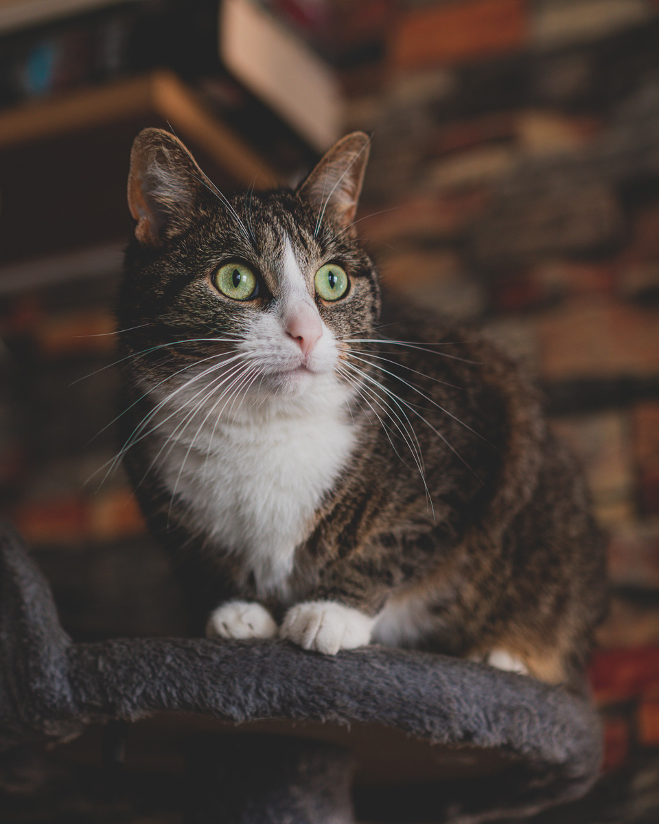 kocia sesja zdjęciowa