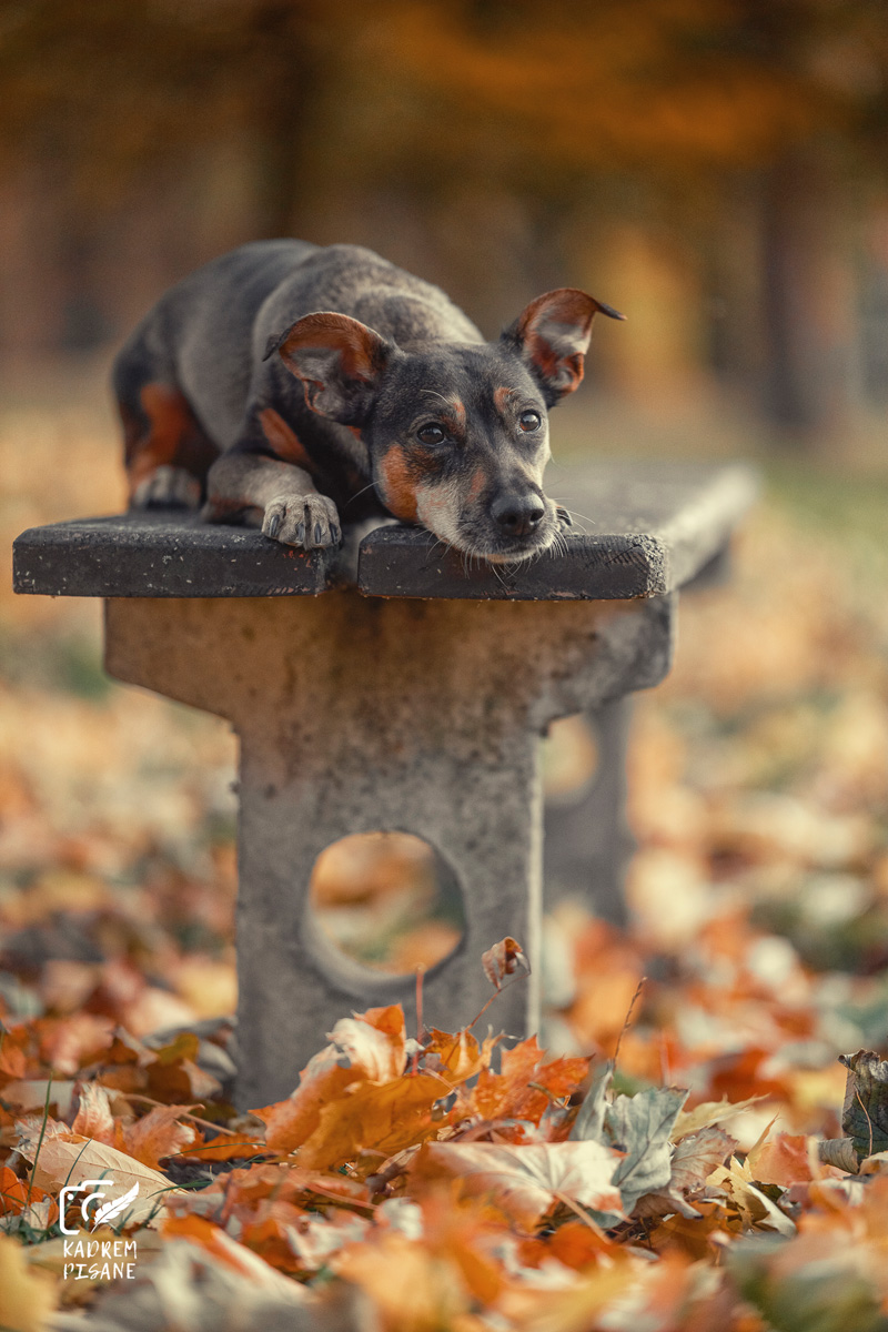 sesja jesienna z psem