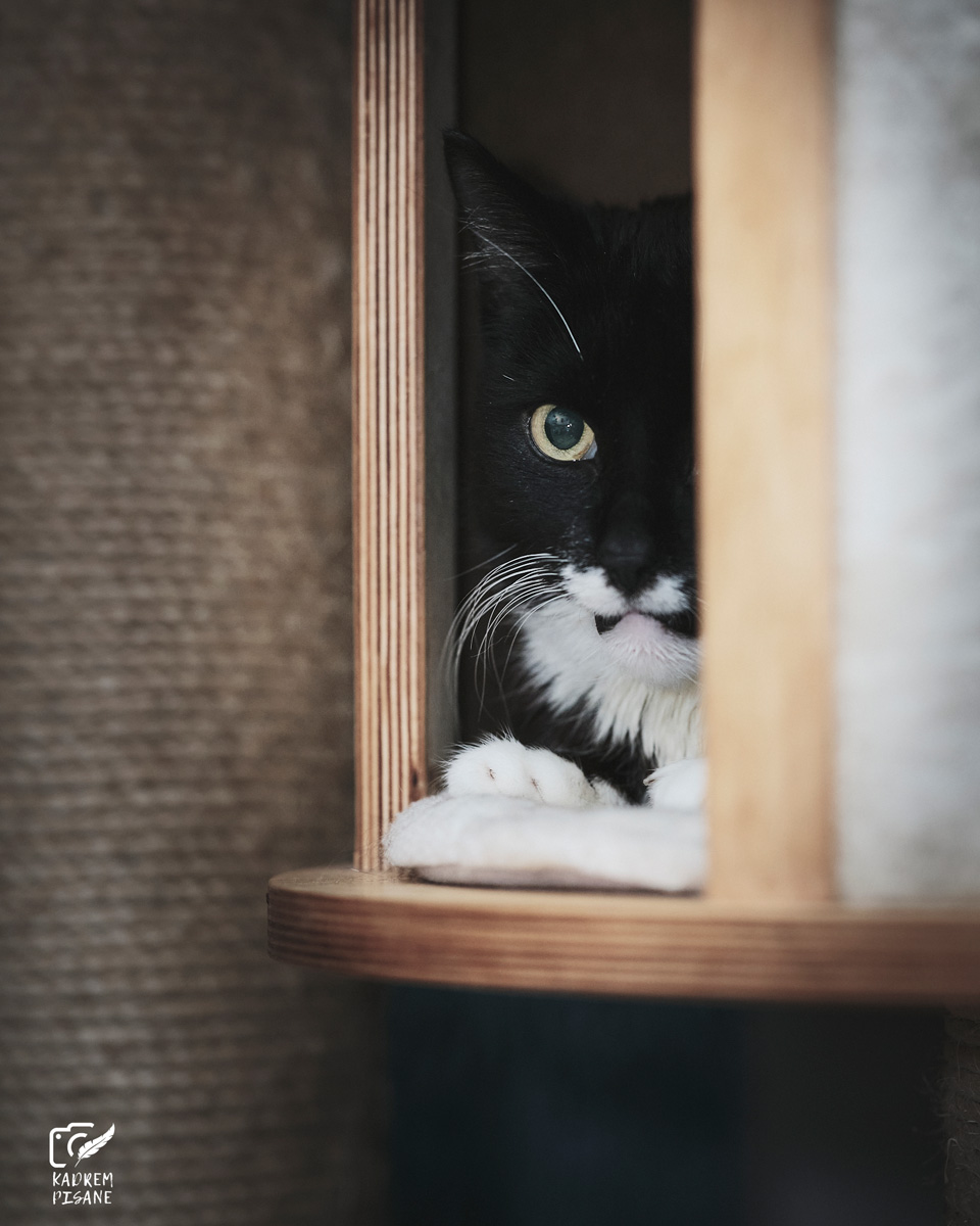 sesja kota we wrocławiu