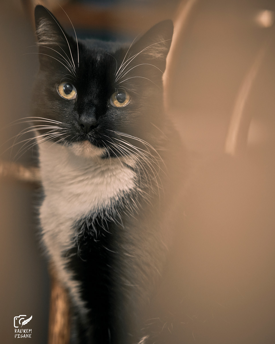 fotografia kotów wrocław