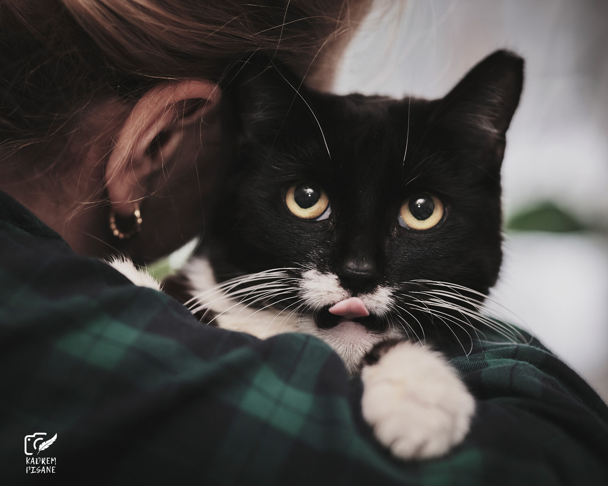 sesja zdjęciowa z kotem