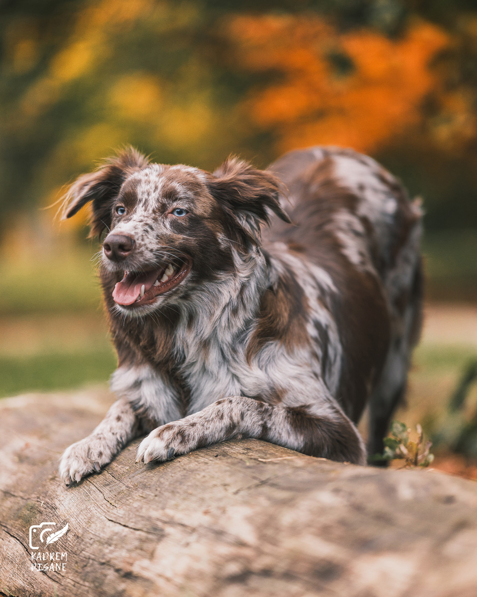 sesja z psem park szczytnicki