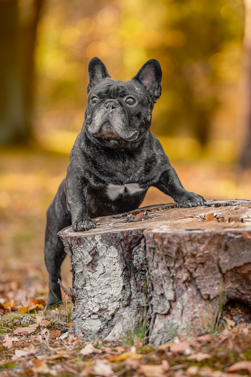 sesja zdjęciowa buldog