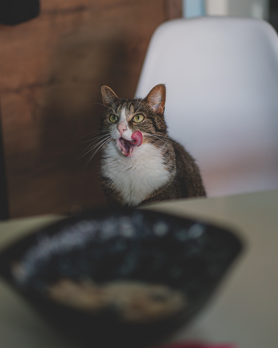 sesje zdjęciowe kotów Wrocław