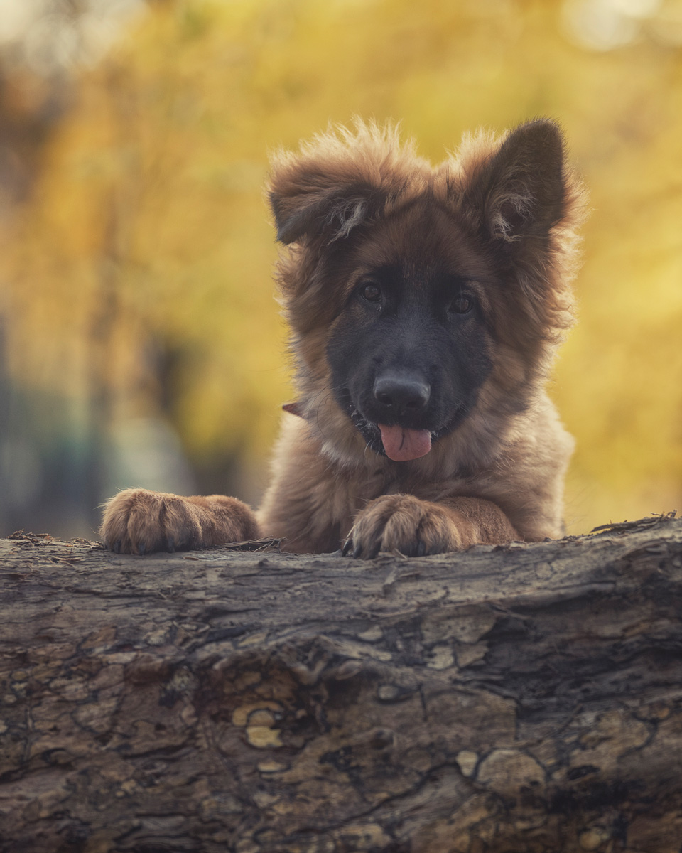 sesja zdjęciowa owczarek niemiecki