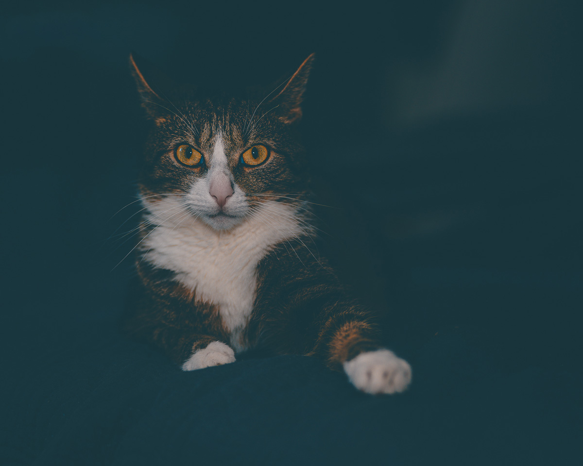 jak fotografować kota