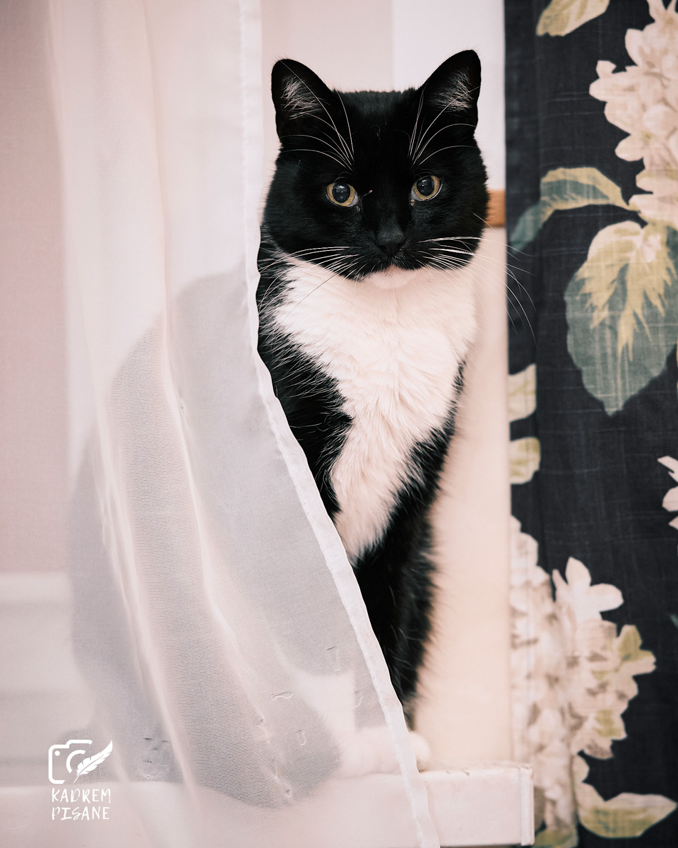 sesje zdjęciowe kotów