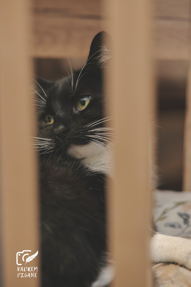 sesje zdjęciowe kotów