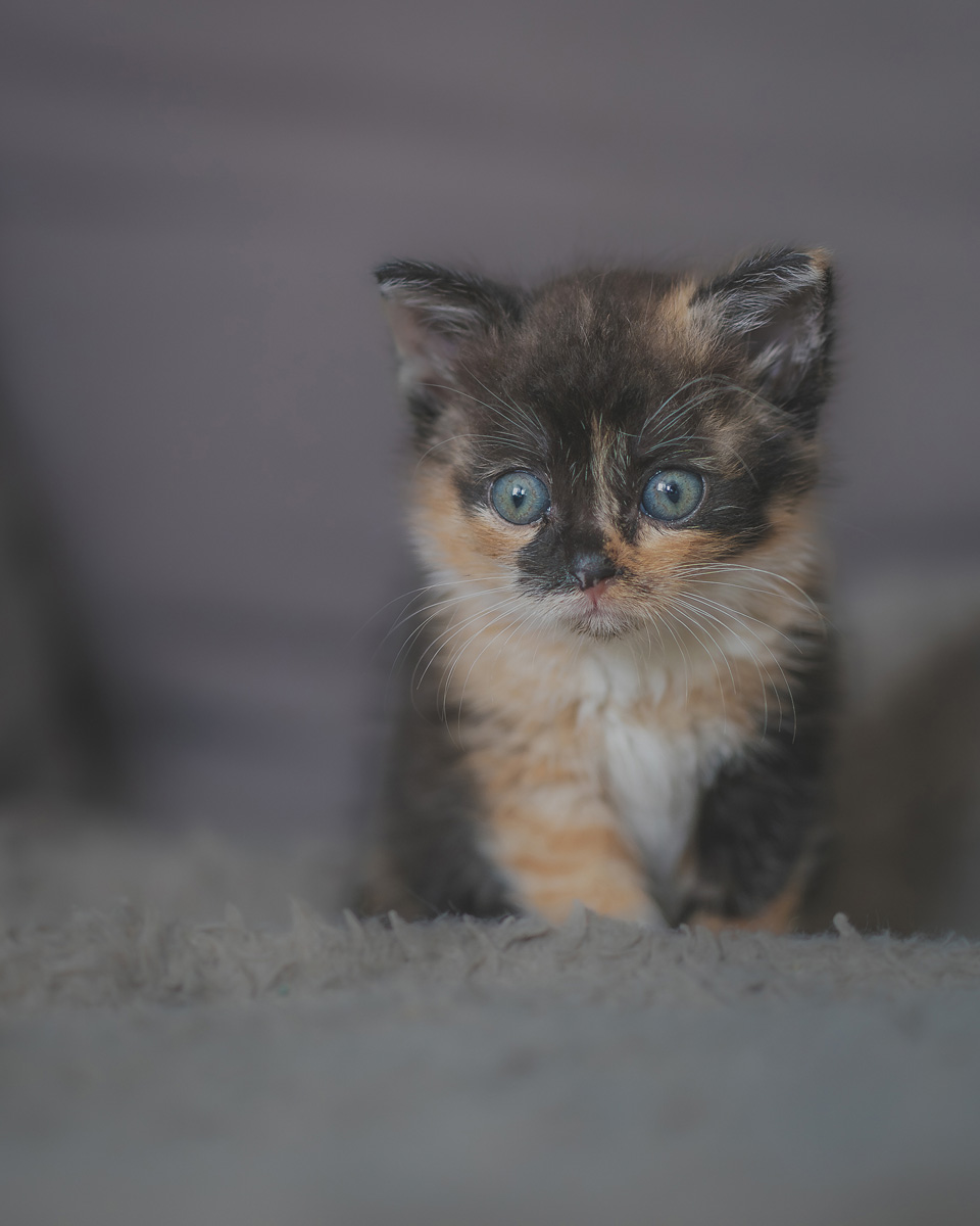 sesje zdjęciowe z kotami