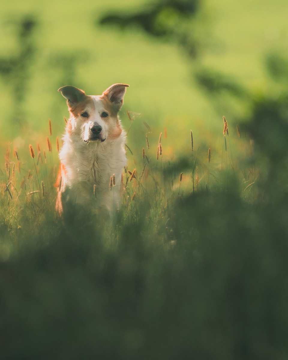 Poradnik fotografii psów